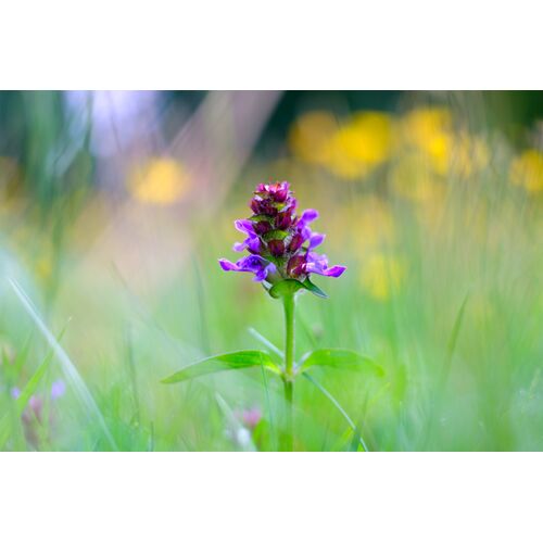 Der Name Braunelle bezieht sich auf die braunen Kelchblätter, die die violetten Kronblätter umschließen